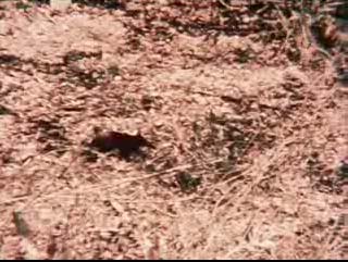 Rhynchocyon chrysopygus