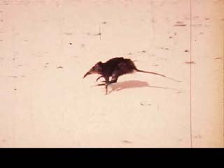 Rhynchocyon chrysopygus