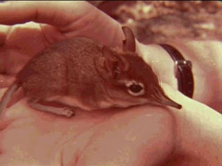 Rhynchocyon chrysopygus