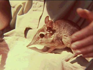 Rhynchocyon chrysopygus